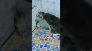 Kedi amp Fare  kedilervadisi kedi kediseverler [upl. by Olnay]