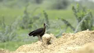 Red naped Ibis Pseudibis papillosa [upl. by Milzie]