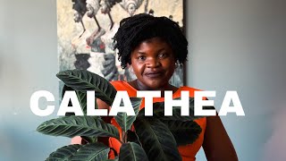 My secret to growing MASSIVE Calathea [upl. by Ynna]