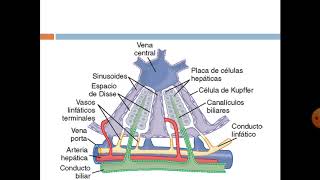 Clase 13 1809 anatomía de las vías biliares y vesícula biliar [upl. by Larimor]