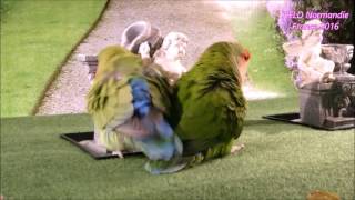 Training parrots lovebirds inséparables agapornis roseicollis 024 [upl. by Llednav]