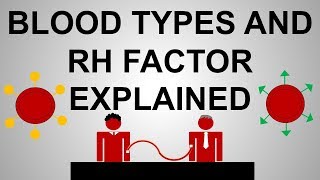 Blood Types and Rh Factor Explained [upl. by Lynden]