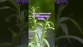 Tarragon Surprising Uses for This Delightful Herb [upl. by Ahsikym]