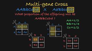 MultiGene Genetics Problems Explained [upl. by Aneda]