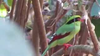 Common Green Magpie Cissa chinensis [upl. by Atiuqcaj]