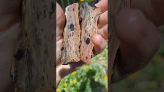 Opalised wood from crows nest thefinders semipreciousstone [upl. by Udenihc221]