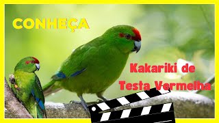 quotExplorando a Vida do Kakariki de Testa Vermelhaquot [upl. by Ephram]