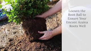 How To Plant Encore Azaleas [upl. by Oderfigis]