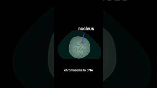 Arrangement of DNA in chromosome 3D animation chromosome dna shorts [upl. by Ecilef354]