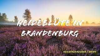 Fotografieren in der Reicherskreuzer Heide [upl. by Ezalb]