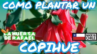 Como plantar un copihueflor nacional de ChileEl cultivo del copihueLapageria rosea10MaTemporada [upl. by Arahahs64]