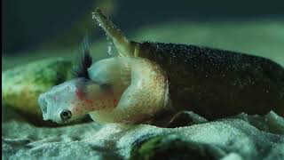 Cone Snail Eats Fish [upl. by Marih954]