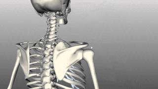 Scapula and Clavicle  Shoulder Girdle  Anatomy Tutorial [upl. by Akerahs]