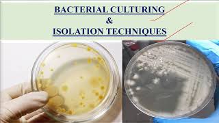 Culturing and isolation of bacteria [upl. by Groot]