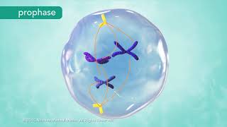 M Phase of the Cell Cycle [upl. by Cirri]