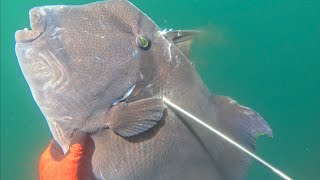 SPEARFISHING MEXICO  World Record Triggerfish [upl. by Myriam]