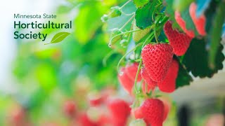 Growing DayNeutral Strawberries [upl. by Etnad]