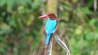 Whitethroated Kingfisher in Malaysia [upl. by Aloz18]