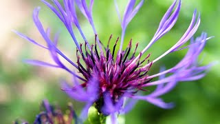 Perennial Cornflower Centaurea montana [upl. by Kore]