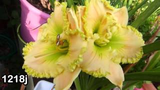 Best Of hemerocallis  daylily passion  2015  hemeroca7 [upl. by Netloc]