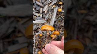 Deadly Galerina marginata  Poisonous PNW mushroom explore mushroom forest [upl. by Nollid]