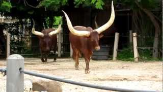 Ankole Cattle Feeding at the Houston Zoo [upl. by Charlotta]