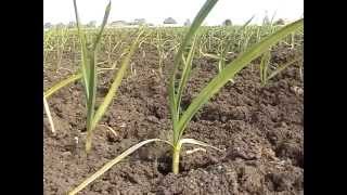 Video sul ciclo di produzione dellAGLIO ROSSO DI NUBIA Trapani 2004 [upl. by Ynamad]