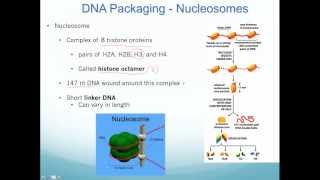 Chromatin Nucleosomes and Epigenetic Inheritance [upl. by Huberty]