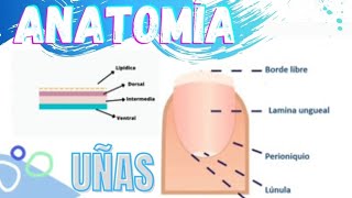 N°1 Master class Anatomía y Patologías de las uñas completo [upl. by Domonic]