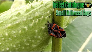 Small Milkweed Bugs  Blustery Day Bug Hugs Lygaeus kalmii [upl. by Markos]