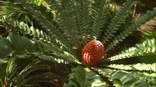 The Garden Gurus  Growing Cycads [upl. by Balcke]