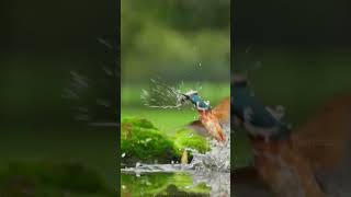 King Fisher Birdfacts in Hindikingfisher facts shorts youtubeshorts [upl. by Bethany]