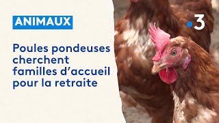 Adopter une poule pondeuse pour lui éviter labattoir [upl. by Dawna]