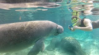 Swimming with Florida manatees [upl. by Pressey]