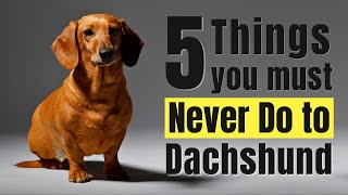 5 Things You Must Never Do to Your Dachshund [upl. by Nagel669]