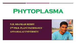 Phytoplasma  Plant Pathology  BSc Agriculture [upl. by Aicatsan]