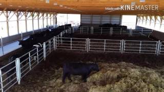 Overview of our cattle barn and feed lot used for black angus [upl. by Nidya]