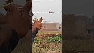 Use Slingshot for Outdoors Birds Hunting  Slingshot Hunting Wild Dove [upl. by Nillok]