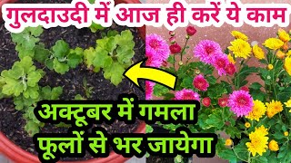 How to grow chrysanthemum Guldaudi Chrysenthemum Guldaudi plant care amp fertilizergreenhouse1 [upl. by Nnelg]