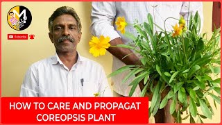 How to care and propagat Coreopsis plant [upl. by Eelyab]