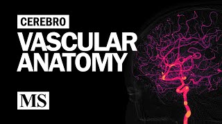 Cerebral Vascular Anatomy And Imaging [upl. by Dolhenty]