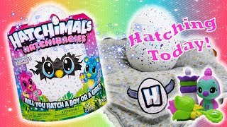 NEW 2018 Hatchimals Hatchibabies Hatching Egg Baby [upl. by Attelrac]