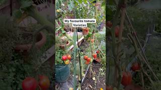 San Marzano tomatoplants indeterminate kitchengarden organictomatoes mekashealingjourney [upl. by Burleigh]