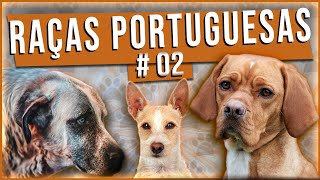 RAÇAS PORTUGUESAS PARTE 2  Top 05 adestramentodecaes [upl. by Narmi867]