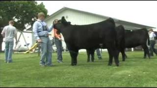 Fitting and Showing Angus Cattle Part 2 [upl. by Nulubez696]