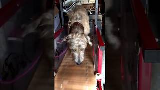 Frank The Lurcher training on Firepaw Dog Treadmill [upl. by Aneres]