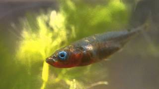 Male 3 Spined Stickleback in Breeding Colours [upl. by Awram]