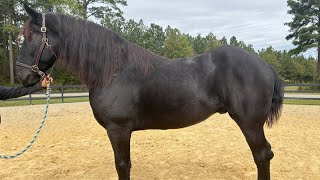 Percheron driving [upl. by Brass]