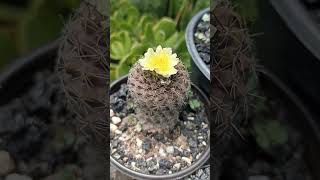 copiapoa Humilis [upl. by Bram920]