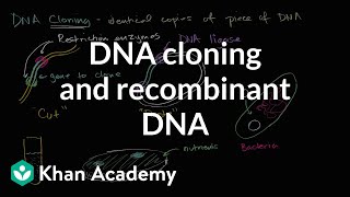 DNA cloning and recombinant DNA  Biomolecules  MCAT  Khan Academy [upl. by Bully684]